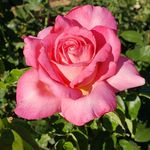 Joanne Bushman - @msjbushman - Instagram