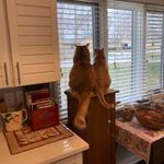 Joan Cannon - @jrmcquilter - Instagram