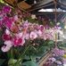 Joan Carpe - Facebook