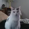 Joann Catania - @joann.catania - TikTok