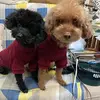 joanchou0723 - @joanchou0723 - TikTok