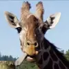joannecouch - @joannecouch - TikTok