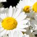 Joann Dees - Facebook