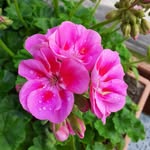 Joan Denney - @joanann48 - Instagram