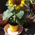 Joan Denney - Facebook