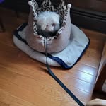 Joan Devine - @dixdaisy5 - Instagram