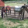 Joann Devine - @joann.devine4 - TikTok
