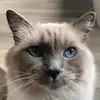 oscar Blue eyes 🥰 - @joandevine695 - TikTok