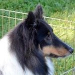Joan Dickerson - @justuspuppy - Instagram