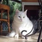 Joan M Dickerson - @joanmdickerson - Instagram