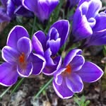 Joan Dodds - @joandoddsfarm - Instagram