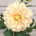 Joan Dornan - @joandornan - Instagram
