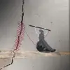 Joanne Lofgren Dorn - @joanne.lofgren.do - TikTok