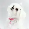 joanfaires - @joanfaires - TikTok