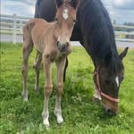 Joan Fallon Walsh - @uppermace.equestrian - Instagram