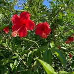 Joan Fellowes - @joan_fellowes - Instagram