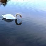 Joan Fitzgibbon - @joanfitzgibbon60 - Instagram