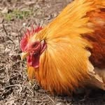 Joan Fullerton - @edes_brook_farm - Instagram