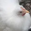 Joanie Fullerton - @joanie.fullerton - TikTok