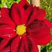 JoAn Germain - Facebook