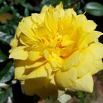 Joan Arjoon Goodrich - @arjoongoodrich - Instagram