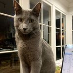 Joan greer - @lesaventuresdetroischats - Instagram