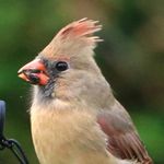 Joan Greer - @jlgnatpics - Instagram