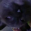 dick the dog - @joangregory320 - TikTok