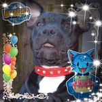 Joan Grindle - @rankinsdragon12 - Instagram
