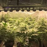 Joan-grow light - @joangrowlight - Instagram