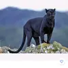 Joanne Sarah Arr Sharp - @joannesharp1812 - TikTok