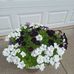 Joan Hatton - Facebook