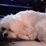 Joan Higgins - @joanhiggins3058 - Instagram