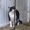 Alistair - @joanisonfire - TikTok