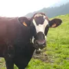 joane_jay2005🐮🚜🌾 - @joane_jay.24 - TikTok