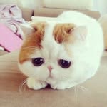 Joan Jolly - @joanjolly123 - Instagram