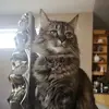 joannedohertykarp - @joannedohertykarp - TikTok