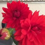 Joan Kiefer - @joankiefer5 - Instagram