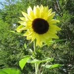JoanKutcherGardens - @joankutchergardens - Instagram