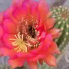 JoAnn Maggio Lachance - @joannl.nygirl - TikTok