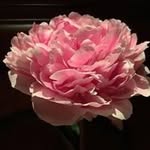 Joan Maher - @seancailin - Instagram