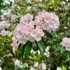 Joann Mayhew - @joann.mayhew - TikTok