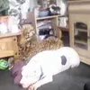 Joan Mccartney - @joan.mccartney - TikTok