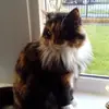 Joan McCartney - @joanmccartney2 - TikTok