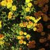 Joan Mertz - Facebook