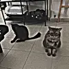 Mojo and smudge - @mojo_and_smudge - TikTok