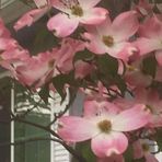 Joan Newcomb - Facebook