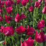 Joan Nielson - @nielson.5 - Instagram