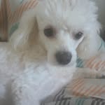 Joan Oneal - @jojodeedeebabybosstank - Instagram