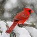 Joan Pemberton - Facebook